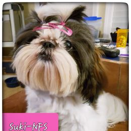 Suki - Shih Tzu