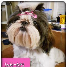 Suki - Shih Tzu