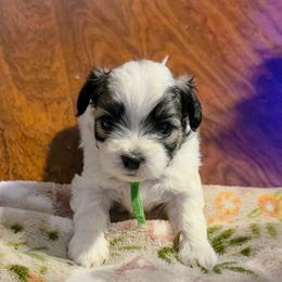 Mr. Green - Green Collar - Brown and white male Shichon puppy in Troy, Ohio from Ever After Tails