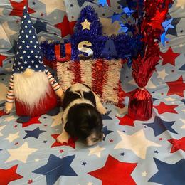 OREO. CKC FULL RIGHTS - Black and cream male Dachshund puppy in Elizabethtown, Kentucky from Teeny Tiny Puppy Tails