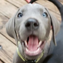 Great Danes from Lakeside Danes