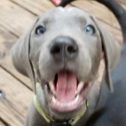 Great Danes from Lakeside Danes