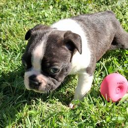 Aramis - Black brindle and white male Boston Terrier puppy in Smallett, Missouri from B's Bostons