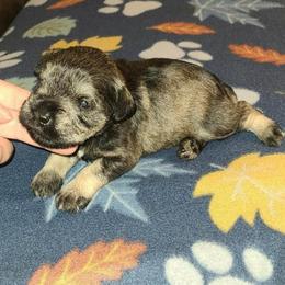 Oliver - Salt and pepper male Miniature Schnauzer puppy in Graham, Washington from Kristy's French Bulldogs & Mini Schnauzers