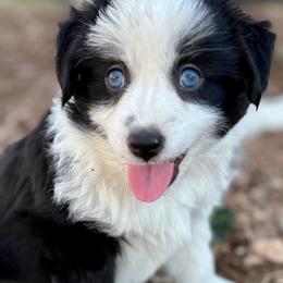 Zoe - Black tri female Miniature Australian Shepherd puppy in Stockton, Missouri from Kizmit Farmz