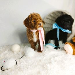 Gingersnap - Apricot female Goldendoodle puppy in Longview, Texas from WonderDoodles