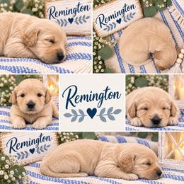 Remington - Cream male Double Doodle puppy in Whitsett, North Carolina from Rock Creek Doodles NC
