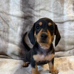Dora - Black and cream female Dachshund puppy in Fort Gibson, Oklahoma from Cooper’s Dachshunds