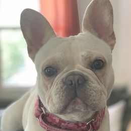 Trixie - French Bulldog