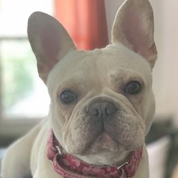 Trixie - French Bulldog