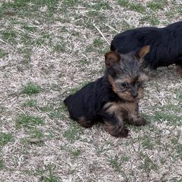 Maysee baby girl - Black and gold female Yorkshire Terrier puppy in Groesbeck, Texas from Ranch 4M