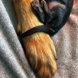 "K litter, April 2022. Newborn puppy." German Shepherd Puppies from Schonwasser Shepherds
