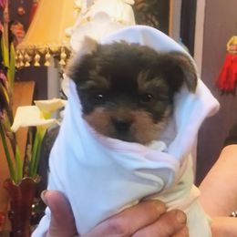 Sweet Jane - Blue and gold female Yorkshire Terrier puppy in San Jose, California from Little Furry Treasures