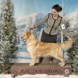 Bernese Mountain Dog and Golden Retriever All Grown Up from Gold Point Pups