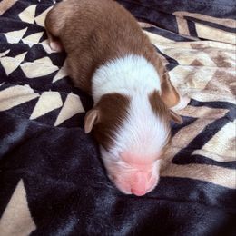 Girl 1- Red Tri - Red tri-color female Australian Shepherd puppy in Mayfield, Kentucky from Hamilton Farms