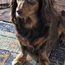 Tootsie - Dachshund