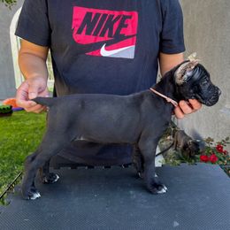 Pink Collar Female - Black female Cane Corso puppy in San Jacinto, California from Premium Cane Corso