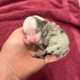 Blue merle female - Blue merle female Toy Australian Shepherd puppy in Mineral Wells, Texas from BMNM2 Toy Aussies
