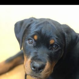 Rottweiler Puppies from Iron Clad Rottweiler