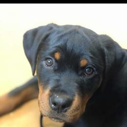 Rottweiler Puppies from Iron Clad Rottweiler