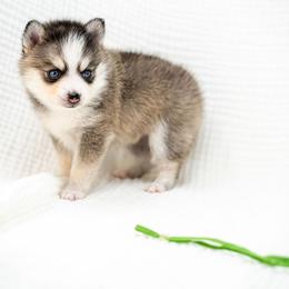 Green - Wolf sable male Pomsky puppy in Spring City, Pennsylvania from Pomsky Power Puppies