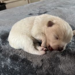 Pomeranian Puppies from Joan's Pomeranians