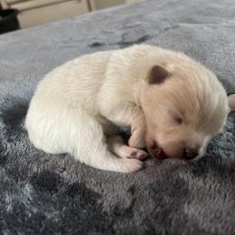 Pomeranian Puppies from Joan's Pomeranians