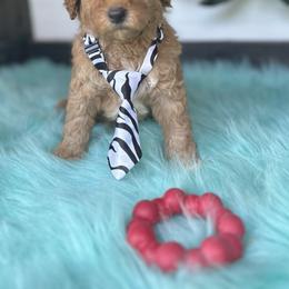 Goldendoodle, Poodle, and Shihpoo Puppies from Geise Meadow Doodles