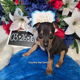 Cypress - Black tan and white male Rat Terrier puppy in Brookfield, Missouri from Country Rat Terriers