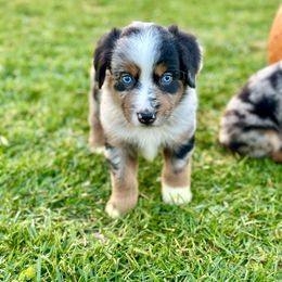 Gummy Bear - Blue merle male Miniature Australian Shepherd puppy in Lincoln, California from Country Dreams Mini Aussies
