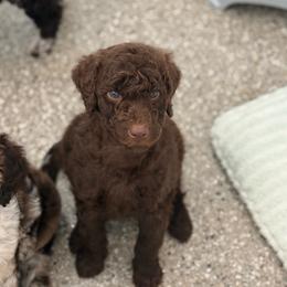 Miles - Chocolate male Goldendoodle puppy in Soddy Daisy, Tennessee from The W Doods