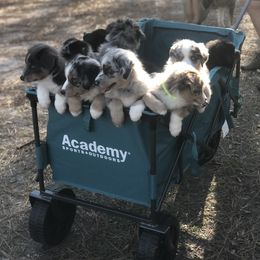 Australian Shepherd Puppies from BarberHof’s  Australian Shepherds
