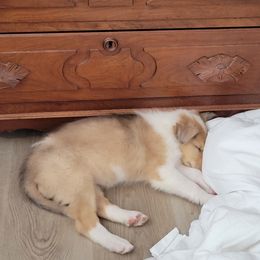 Collies from Collie farm