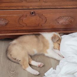 Collies from Collie farm