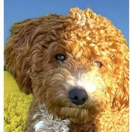 Suo - Goldendoodle