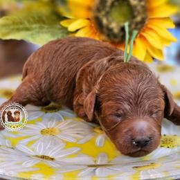 Bellagio - Red  male Poodle puppy in Salem, Missouri from Meadowbrook Poodles