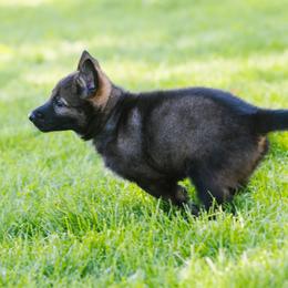 German Shepherd Puppies from Faoladh German Shepherds