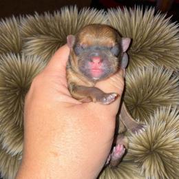 Edmond - Gold male Shorkie puppy in Midland, Texas from Southern Yorkie Pies