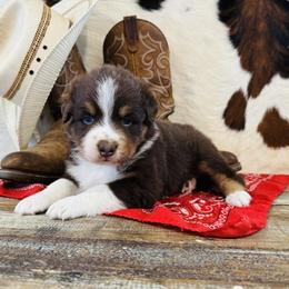 BLUE - Red tri-color male Australian Shepherd puppy in Durand, Wisconsin from Larson’s Legacy Aussome Aussie Kennels