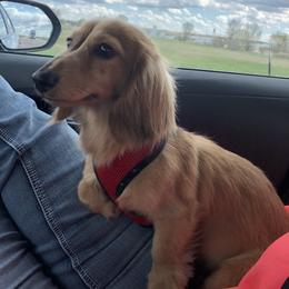 Tango - Dachshund