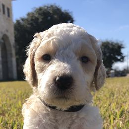 Goldendoodles and Poodles from Diamond C Doodles