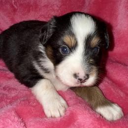 Faith Hill - Black tri female Miniature Australian Shepherd puppy in Godley, Texas from Bradley Kennels
