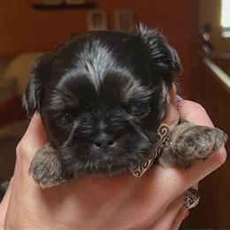 Waffles - Black and tan male Shih Tzu puppy in Nekoosa, Wisconsin from Brox Acres House of Fur LLC