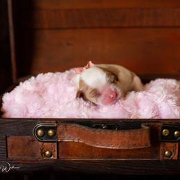 Brittany and Cavalier King Charles Spaniel Puppies from Katy Cavaliers & Barefoot Days Brittanys
