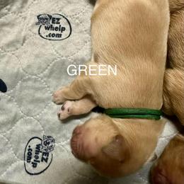 Green Collar - Golden male Golden Retriever puppy in Tulsa, Oklahoma from Triple J Goldens, LLC