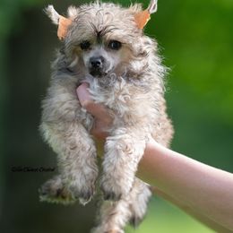 Chinese Crested Puppies from Qilin Chinese Crested