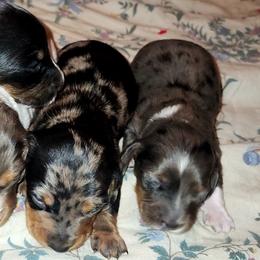 Chihuahuas and Dachshunds from Hope's pups