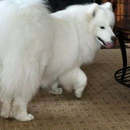 Samoyed All Grown Up from Stirling Silver Samoyeds