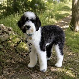Daisy - Aussiedoodle