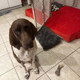German Shorthaired Pointer Puppies from Bernardonis